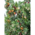 Kép 3/7 - Nyugati szamócafa 60-80cm (Arbutus Unedo)