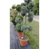Kép 2/10 - Arizóniai kék ciprus pom pom formára nyírva 160-180cm (Cupressus Arizonica Fastigiata pompons)