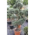 Kép 4/10 - Arizóniai kék ciprus pom pom formára nyírva 160-180cm (Cupressus Arizonica Fastigiata pompons)