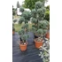 Kép 3/10 - Arizóniai kék ciprus pom pom formára nyírva 160-180cm (Cupressus Arizonica Fastigiata pompons)