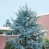 Kép 3/6 - Kék atlasz cédrus  125-150cm  (Cedrus Atlantica Glauca)