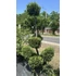 Kép 1/3 - Sárga leylandi bonsai 200-220 cm - Cupressocyparis leylandii cast gold