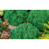 Kép 5/5 - Törpe hinoki hamisciprus 15-25 cm (CHAMAECYPARIS OBTUSA WISSEL)