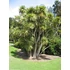 Kép 2/5 - Déli bunkóliliom 100-125 cm, 2-3 tő - Cordyline australis