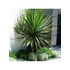 Kép 5/5 - Déli bunkóliliom 100-125 cm, 2-3 tő - Cordyline australis