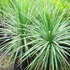 Kép 4/5 - Déli bunkóliliom 100-125 cm, 2-3 tő - Cordyline australis