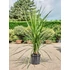 Kép 3/5 - Déli bunkóliliom 100-125 cm, 2-3 tő - Cordyline australis
