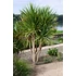Kép 1/5 - Déli bunkóliliom 100-125 cm, 2-3 tő - Cordyline australis