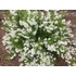 Kép 2/5 - Törpe gyöngyvirágcserje 30-40 cm (DEUTZIA NIKKO)