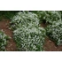 Kép 4/5 - Törpe gyöngyvirágcserje 30-40 cm (DEUTZIA NIKKO)