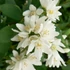Kép 1/5 - Törpe gyöngyvirágcserje 30-40 cm (DEUTZIA NIKKO)