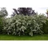 Kép 2/7 - Érdeslevelű gyöngyvirágcserje 80-110 cm (DEUTZIA SCABRA "PRIDE OF ROCHESTER")