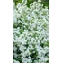 Kép 3/7 - Érdeslevelű gyöngyvirágcserje 80-110 cm (DEUTZIA SCABRA "PRIDE OF ROCHESTER")