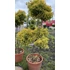 Kép 1/2 - Aranytarka japán kecskerágó pom-pom 125-150 cm (EUONYMUS JAPONICUS ELEGANTIS AUREUS)