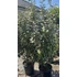 Kép 6/9 - Széleslevelű Ezüstfa bokor 100-125 cm (Elaeagnus ebbingei Compacta)
