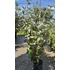 Kép 7/9 - Széleslevelű Ezüstfa bokor 100-125 cm (Elaeagnus ebbingei Compacta)