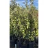 Kép 8/9 - Széleslevelű Ezüstfa bokor 100-125 cm (Elaeagnus ebbingei Compacta)