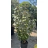 Kép 1/9 - Széleslevelű Ezüstfa bokor 100-125 cm (Elaeagnus ebbingei Compacta)