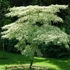Kép 2/5 - Emeletes som 80-100 cm - Cornus controversa Variegata