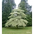 Kép 3/5 - Emeletes som 80-100 cm - Cornus controversa Variegata