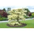 Kép 1/5 - Emeletes som 80-100 cm - Cornus controversa Variegata