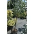 Kép 3/5 - Tasmaniai havasi eukaliptusz bokor 60-80 cm