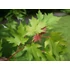 Kép 2/6 - Ezüst juhar 150-200 cm (Acer saccharinum)