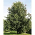 Kép 1/6 - Ezüst juhar 150-200 cm (Acer saccharinum)