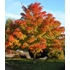 Kép 4/6 - Ezüst juhar 150-200 cm (Acer saccharinum)