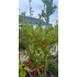 Kép 1/7 - Gyümölcstermő gránátalma fa 175-200 cm (Punica granatum Melograno)