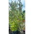 Kép 7/7 - Gyümölcstermő gránátalma fa 175-200 cm (Punica granatum Melograno)