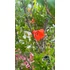 Kép 3/6 - Gyümölcstermő gránátalma törzses 140-160 cm (Punica granatum Melograno)