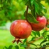 Kép 4/6 - Gyümölcstermő gránátalma törzses 140-160 cm (Punica granatum Melograno)