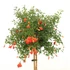 Kép 1/6 - Gyümölcstermő gránátalma törzses 140-160 cm (Punica granatum Melograno)
