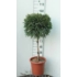 Kép 3/6 - Japánciprus szugifenyő törzsre nyírt 90 cm (Cryptomeria japonica stem)