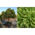 Kép 4/6 - Japánciprus szugifenyő törzsre nyírt 90 cm (Cryptomeria japonica stem)