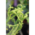 Kép 5/6 - Japánciprus szugifenyő törzsre nyírt 90 cm (Cryptomeria japonica stem)