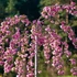 Kép 3/4 - Japán csüngő díszcseresznye 140-160cm (Prunus serrulata Kiku-shidare-sakura)