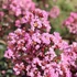 Kép 1/6 - Kínai selyemmirtusz 60-100 cm CSERJE Rózsaszín virágú (Lagerstroemia indica)
