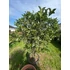 Kép 3/6 - Magyallevelű illatcserje 80-100cm (Osmanthus aquifolium)