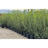 Kép 1/6 - Osmanthus aquifolium