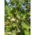 Kép 5/6 - Magyallevelű illatcserje 80-100cm (Osmanthus aquifolium)