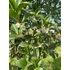 Kép 4/6 - Magyallevelű illatcserje 80-100cm (Osmanthus aquifolium)