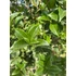 Kép 2/6 - Magyallevelű illatcserje 80-100cm (Osmanthus aquifolium)