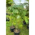 Kép 1/9 - Selyemakác kifejlett 100-125cm (Albizia julibrissin)