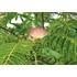 Kép 5/9 - Selyemakác kifejlett 100-125cm (Albizia julibrissin)