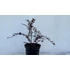 Kép 2/4 - Bordó levelű japán borbolya 20-30cm (Berberis thunbergii Carmen)