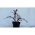 Kép 2/4 - Bordó levelű japán borbolya 30-40cm (Berberis thunbergii Carmen)