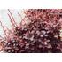 Kép 3/4 - Bordó levelű japán borbolya 30-40cm (Berberis thunbergii Carmen)