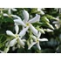 Kép 2/7 - Csillagjázmin !Kapura futtatva! (Trachelospermum jasminoides)